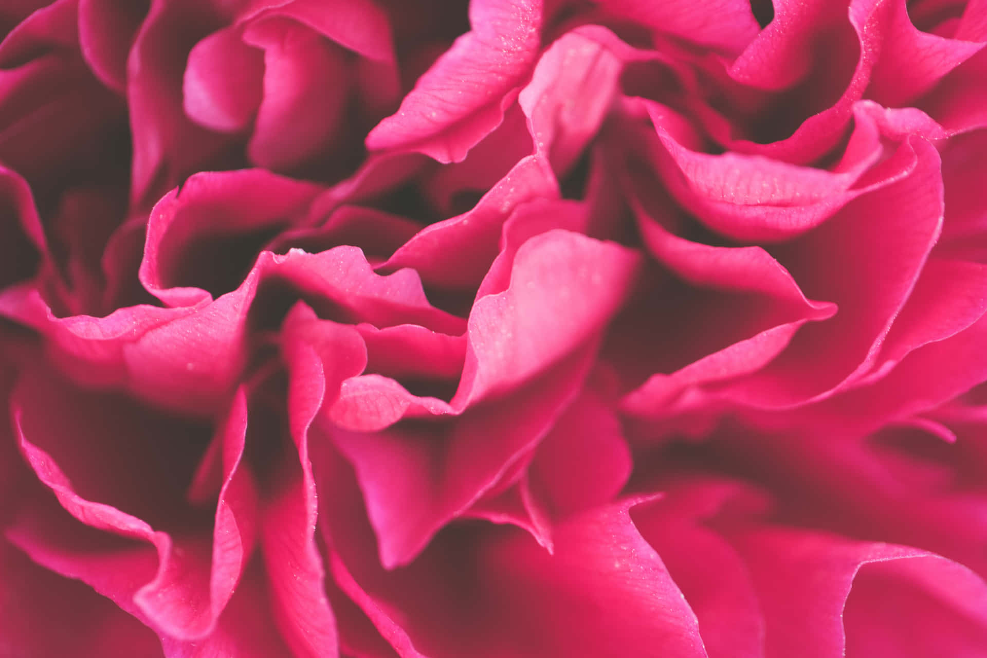 Rosablütenblätter Bild