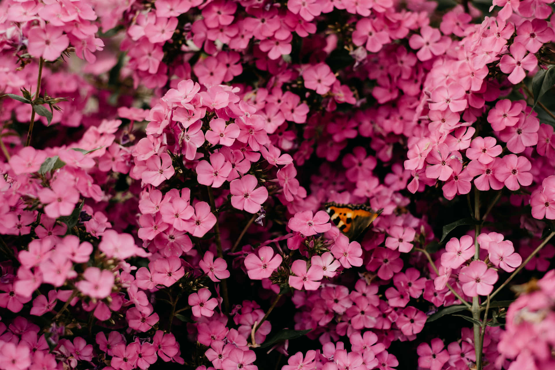 Bildvon Kleinen Rosafarbenen Blumen Mit Kleinen Blütenblättern