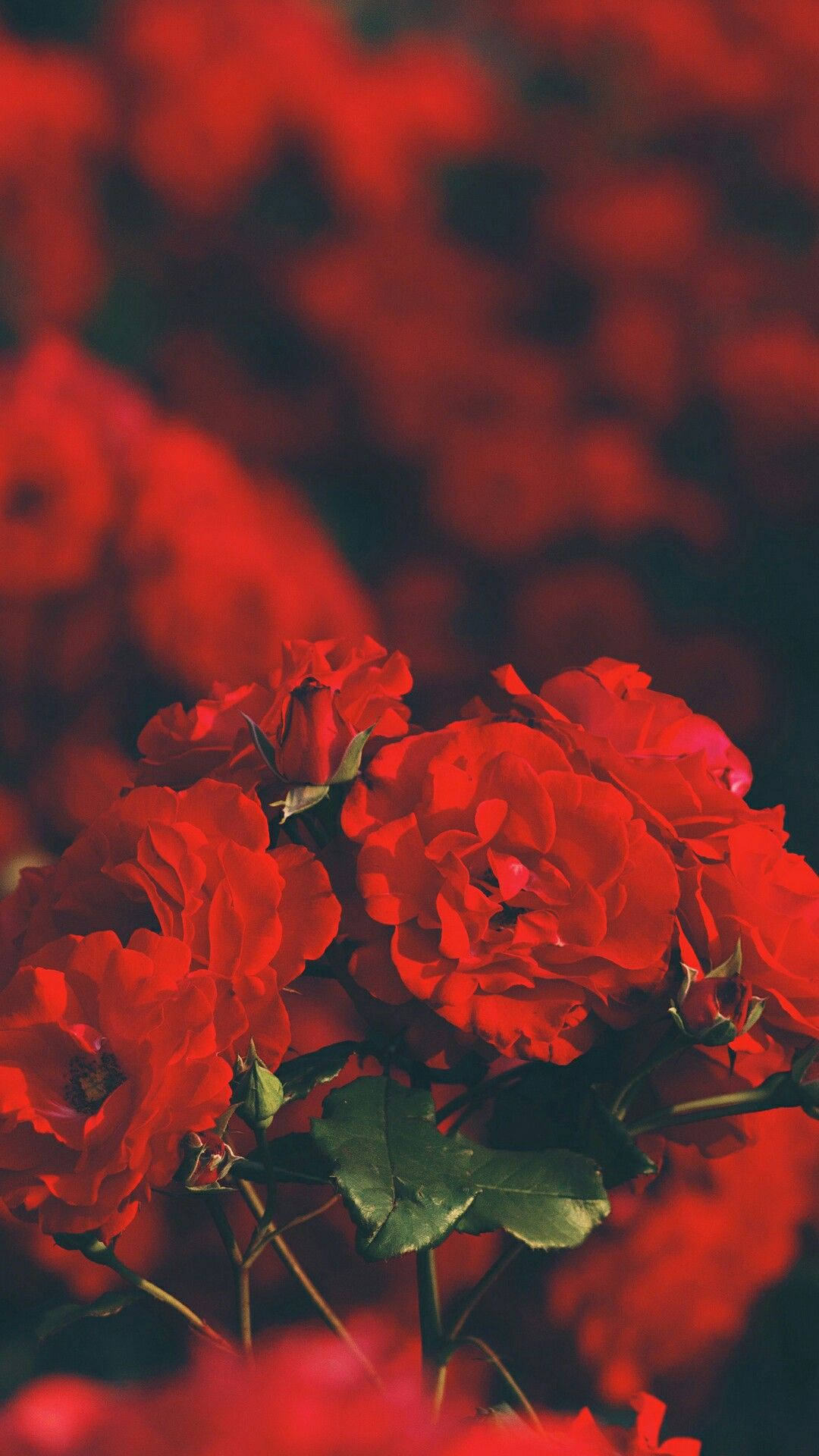 Rosas São Vermelhas Estéticas Iphone Papel de Parede