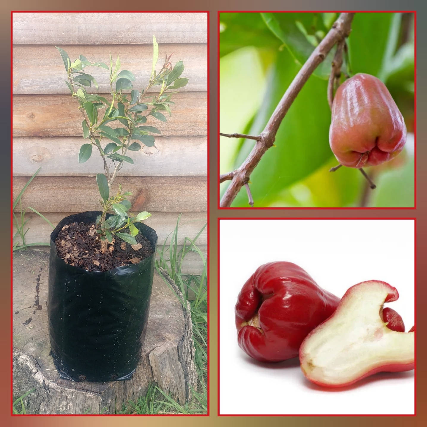 Rose Apple Plant And Fruits Wallpaper