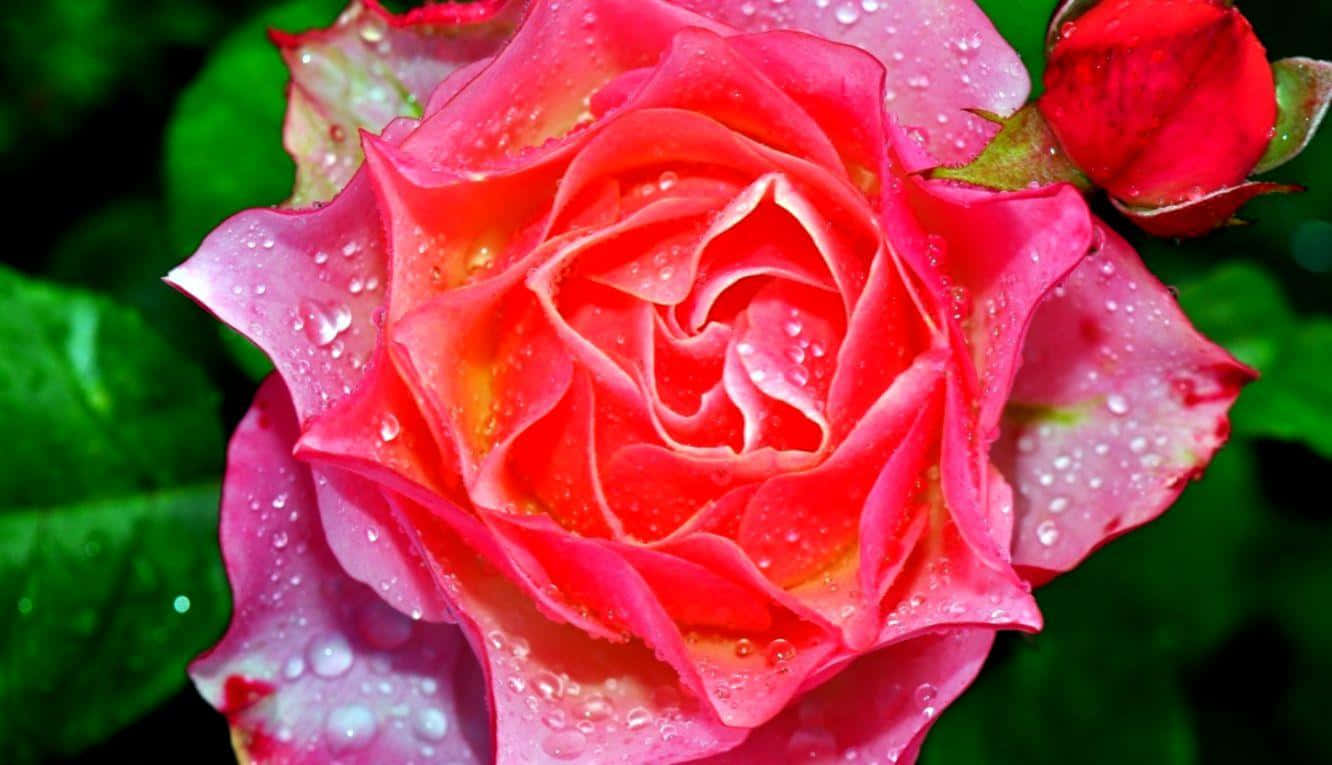 Enchanting Rose Garden Artwork Wallpaper