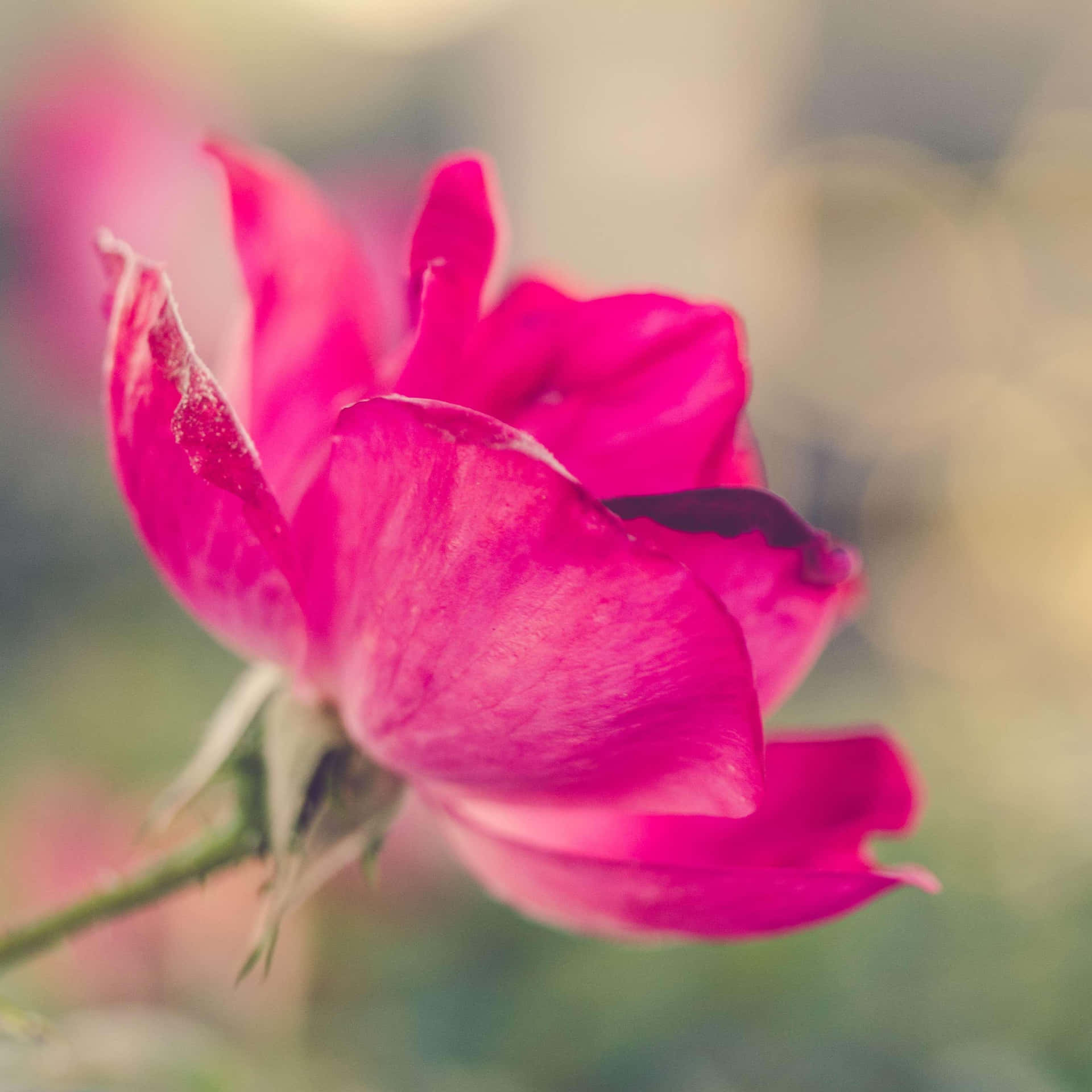 Florecimientode Rosas Vibrantes En Un Papel Tapiz Artístico Fondo de pantalla