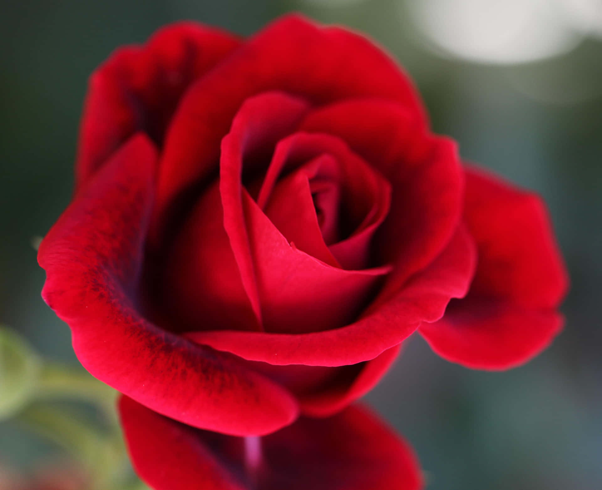 Hermosoarte De Una Rosa En Plena Floración Fondo de pantalla