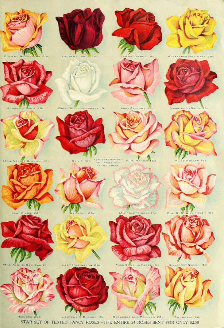 Atractivaobra De Arte De Rosas Rojas Fondo de pantalla