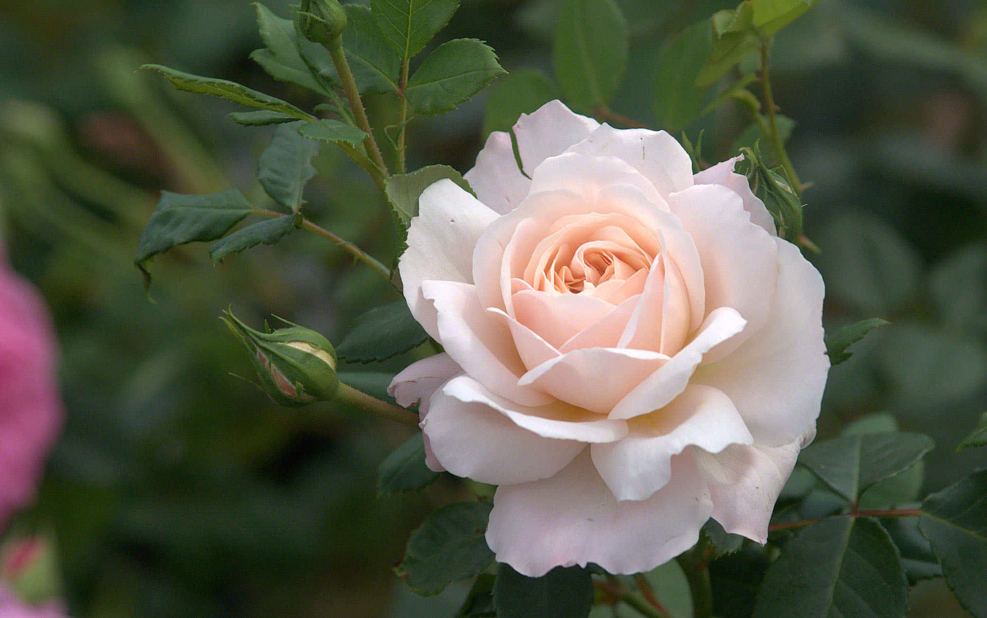 Enenkelt Rose Blomstrer På En Solrig Eng.