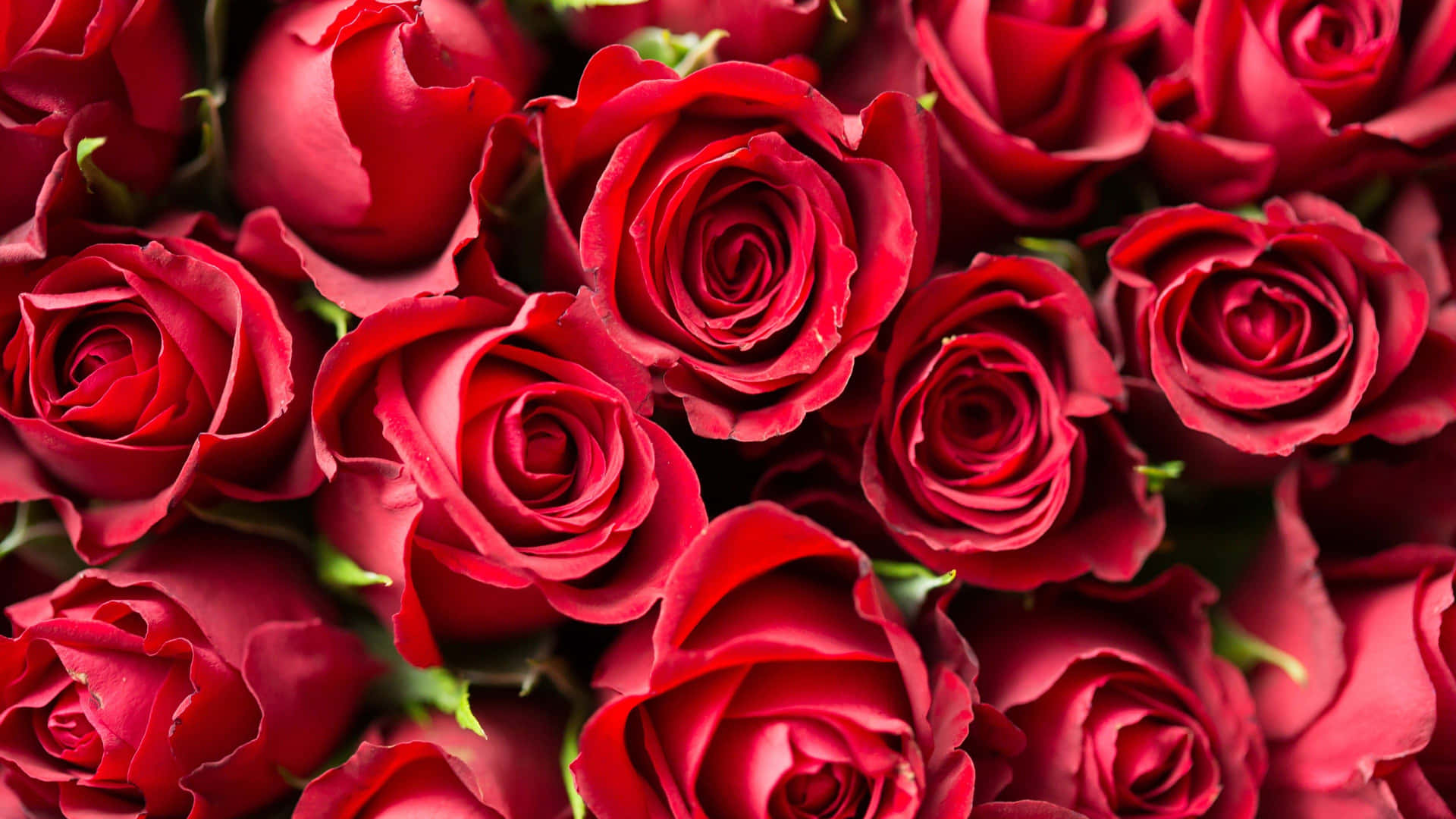 Etbetagende Close-up Af En Smuk Rose.