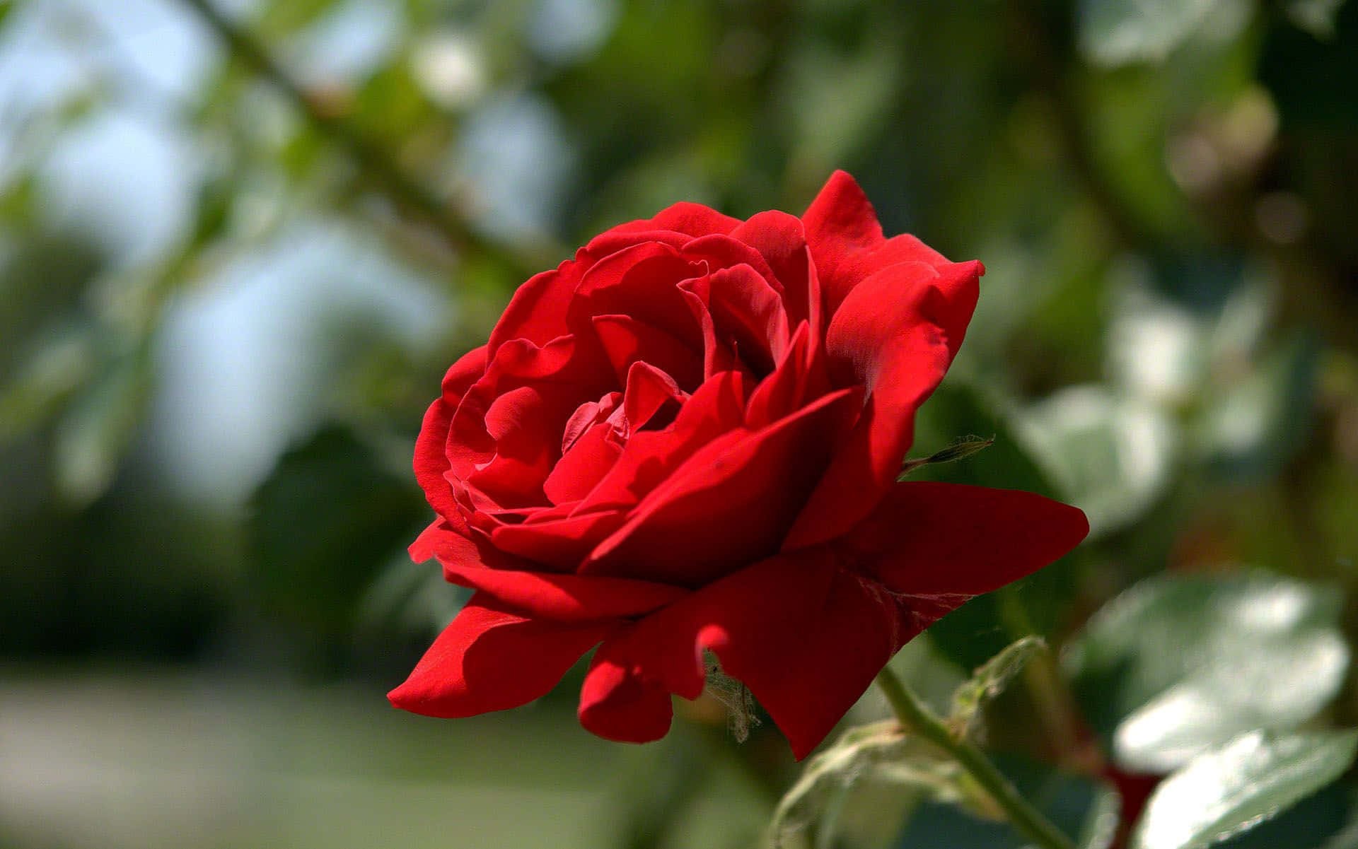 Visdin Kærlighed Med En Smuk Rød Rose.