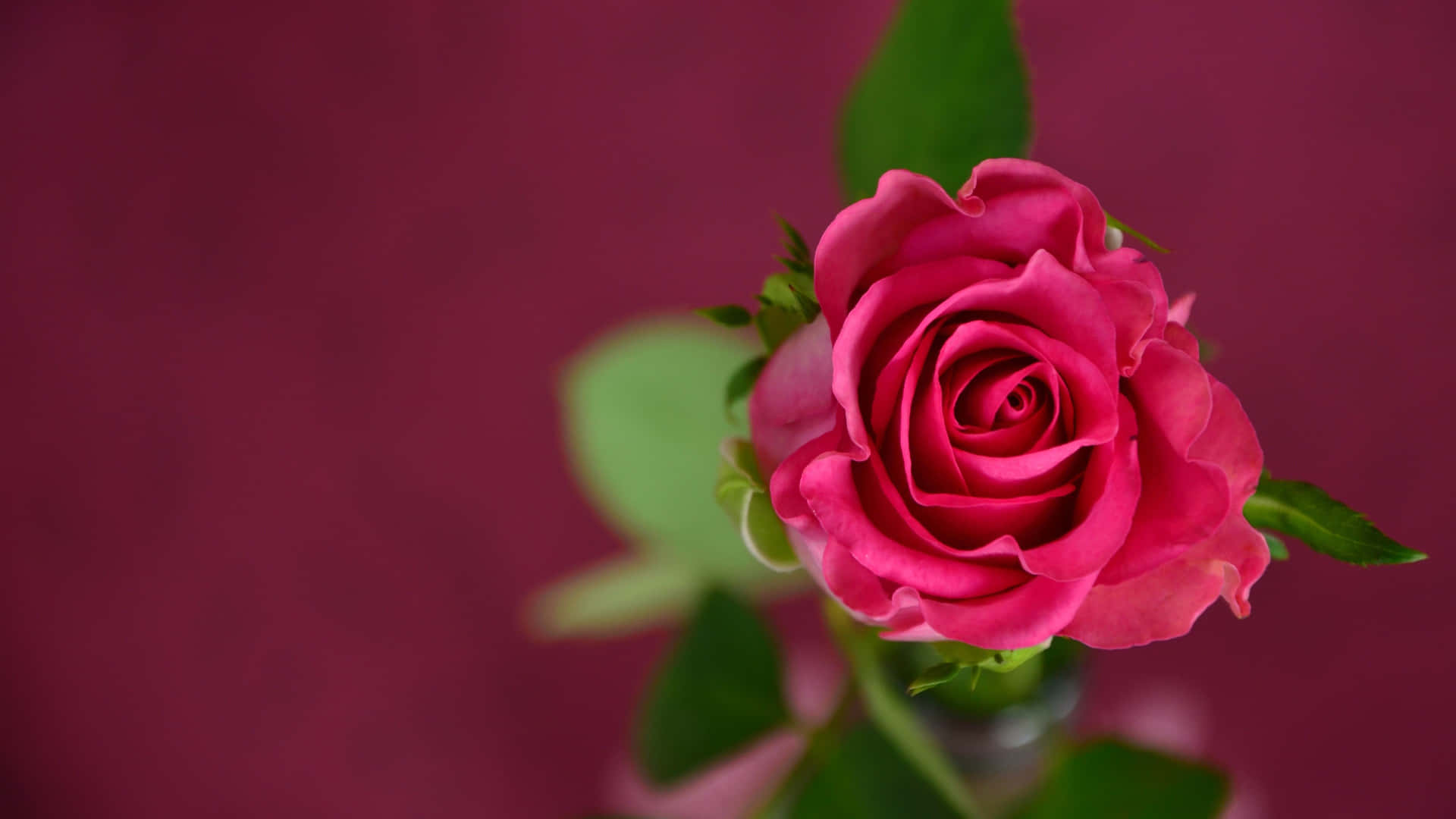 Eniøjnefaldende Rød Rose På En Sort Baggrund.