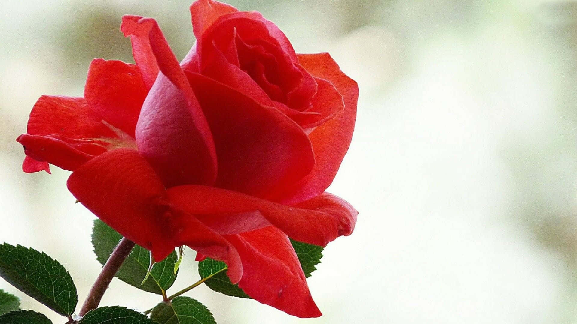 A beautiful pink rose in close-up