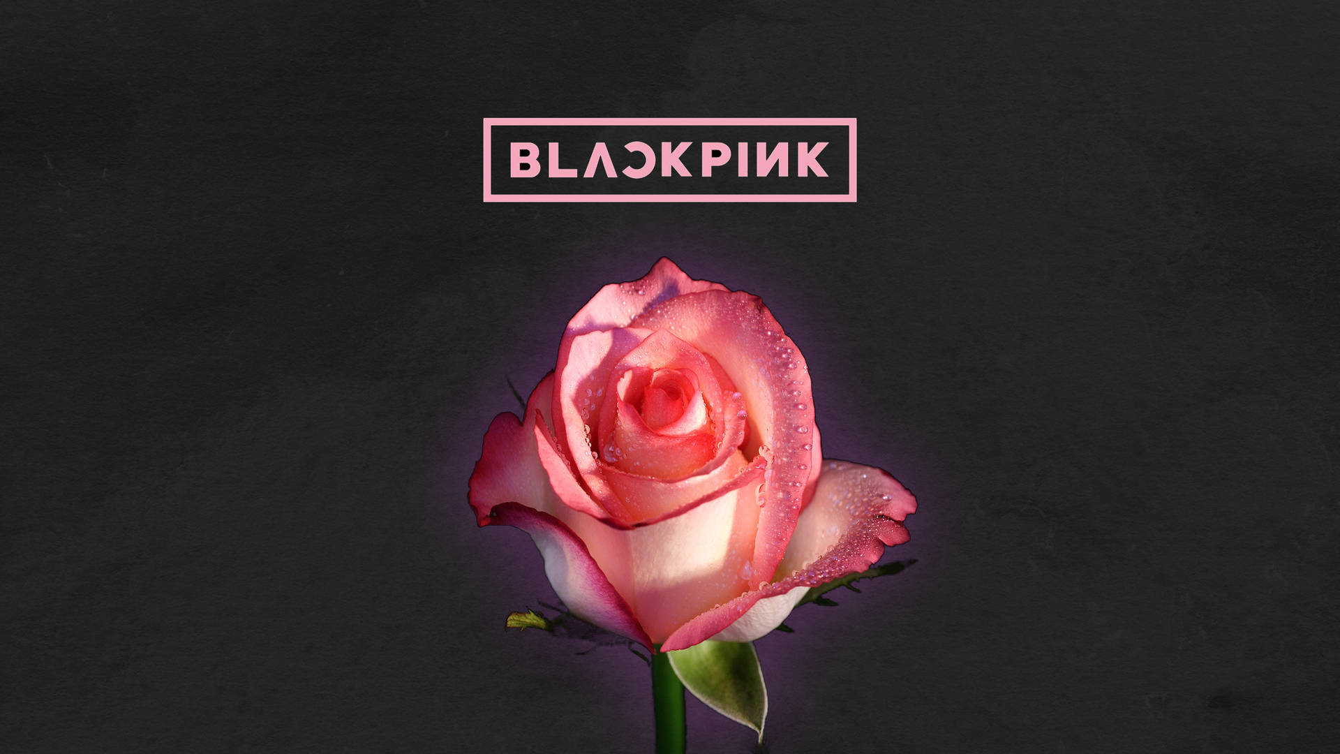 Rose Blackpink Logo Desktop Wallpaper