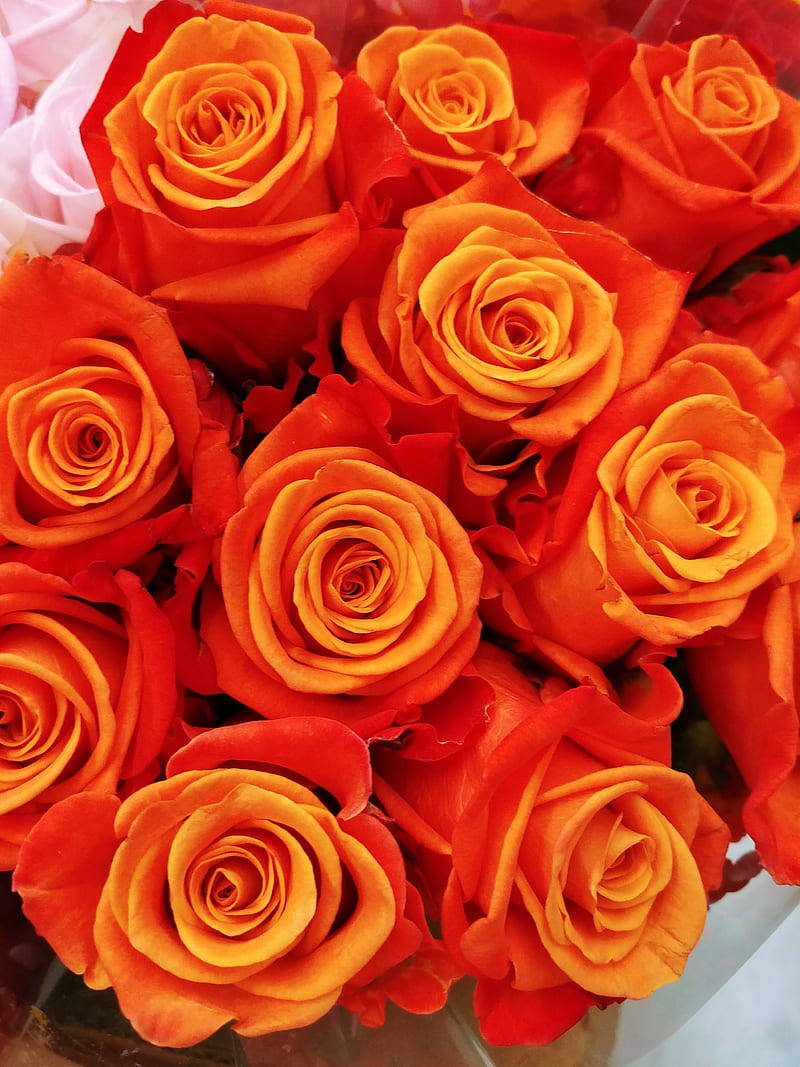 Caption: "Orange Blossom - A Vibrant Rose Bouquet Amidst a Contemporary Phone Setup" Wallpaper