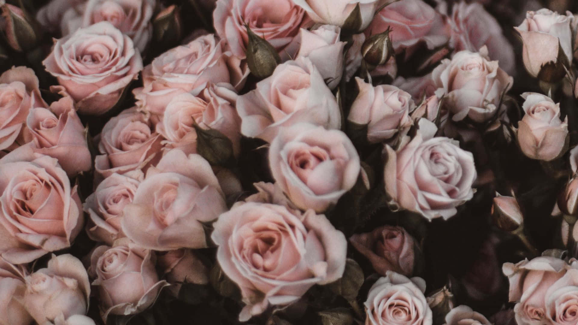 Rose Bouquet Pastel Pale Pink Wallpaper