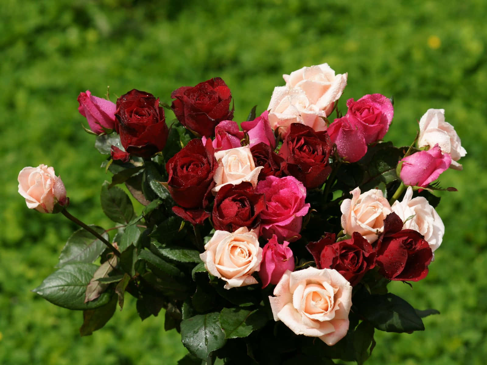 Rose Bouquet In Garden Pictures