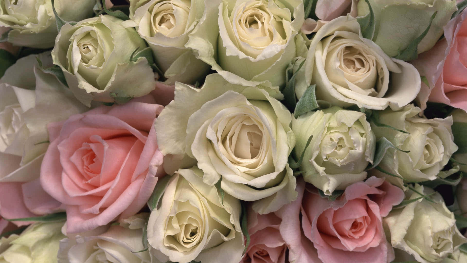 Buongiornoimmagini Di Bouquet Di Rose