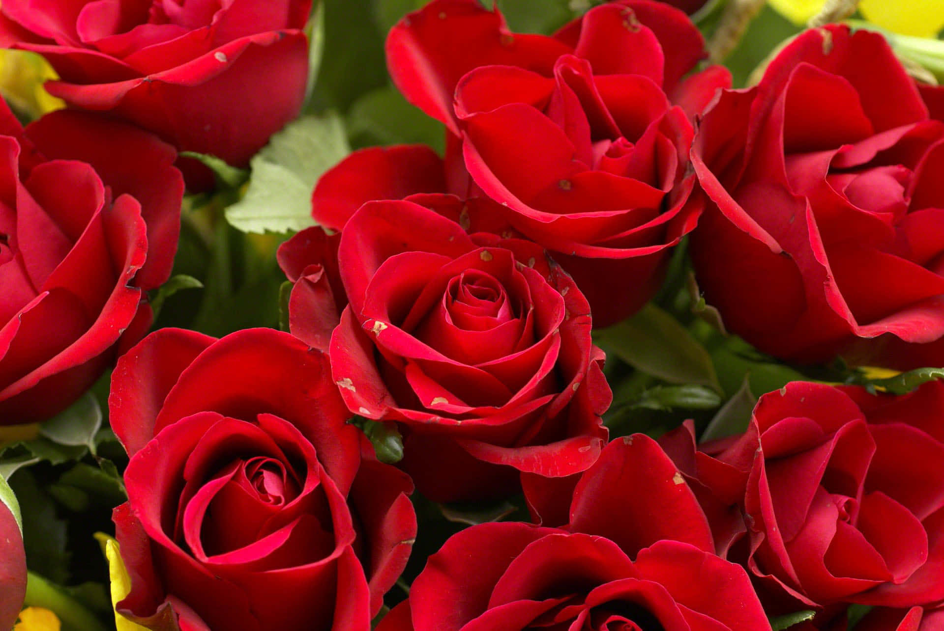 Immaginiin Primo Piano Di Un Bouquet Di Rose Rosse.