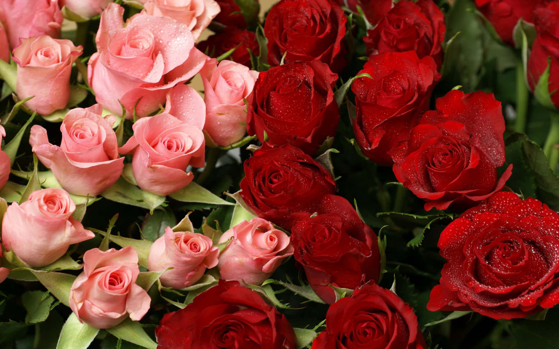 Bicolor Rose Bouquet Pictures