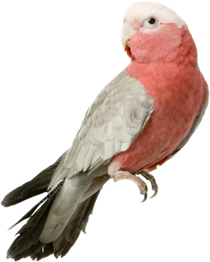Rose Breasted Cockatoo Profile PNG