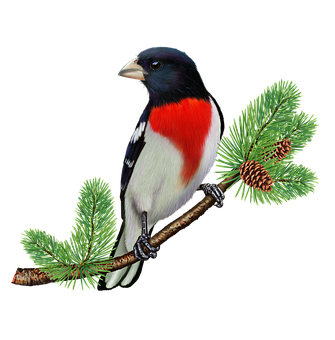 Rose Breasted Grosbeakon Pine Branch PNG