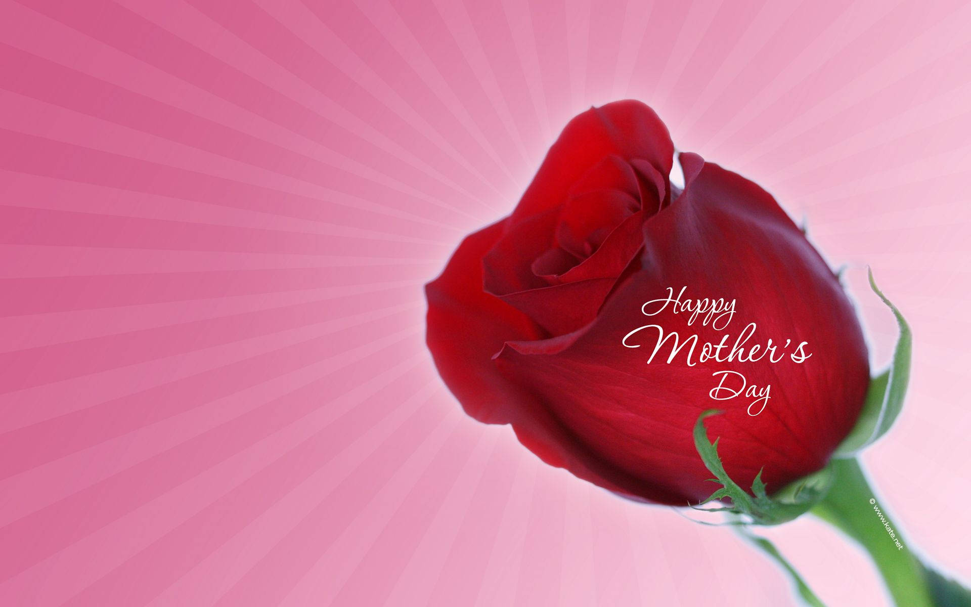Rose Bud Mothers Day Wallpaper