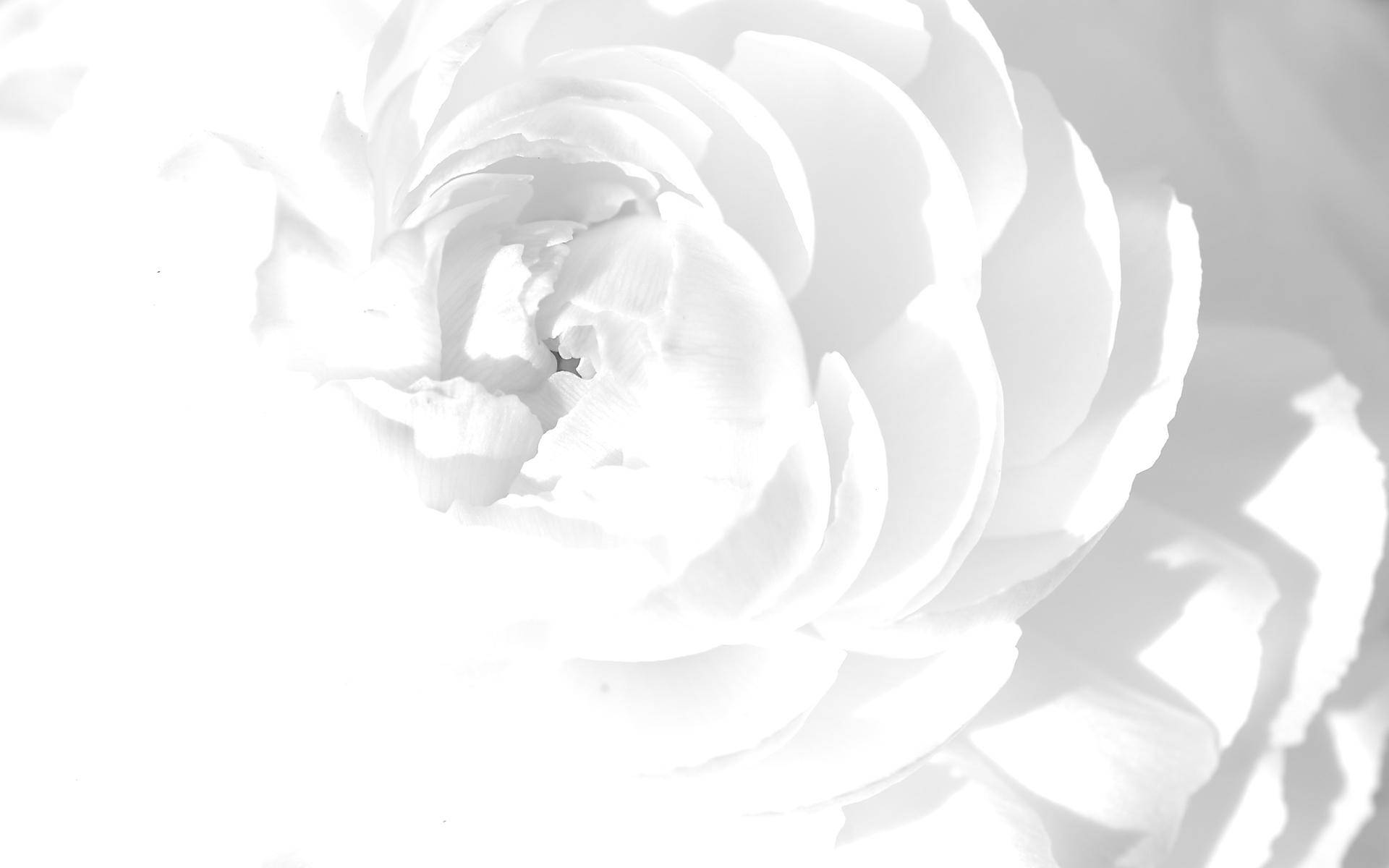 Rose Flower In White Color Wallpaper