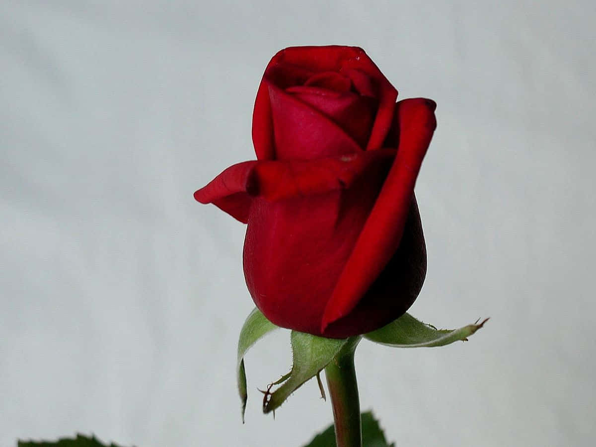 Umaelegante Flor De Rosa Cor-de-rosa.