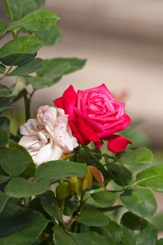 Etsmukt, Sprudlende Rødt Rose.