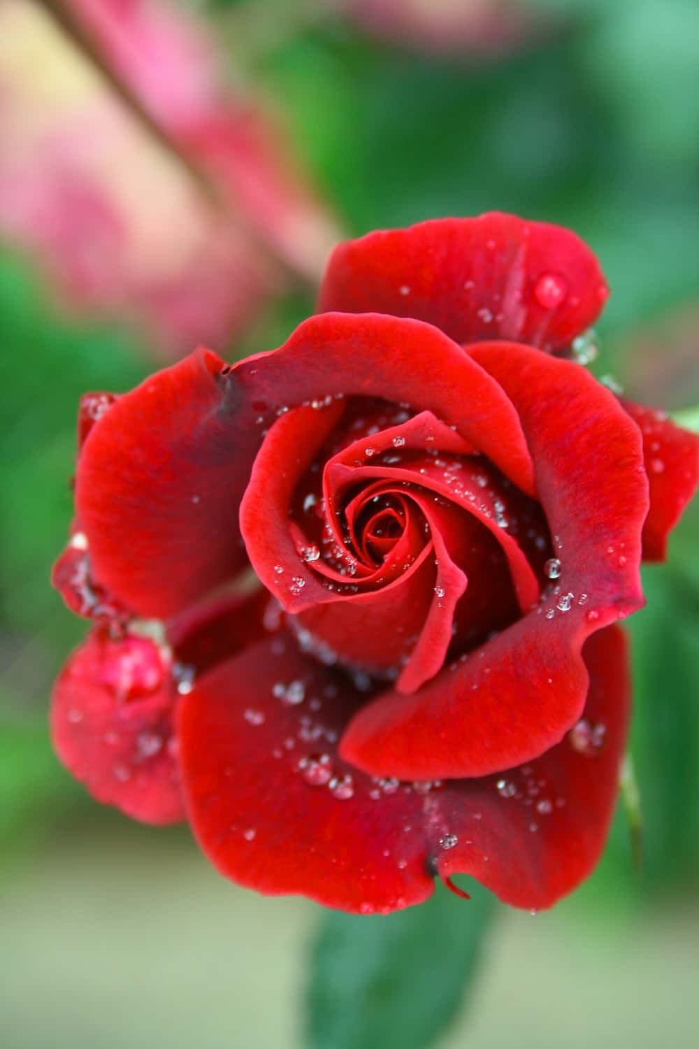 Enlys Gul Roseblomst I Fuldt Flor Omgivet Af Dens Frodige Grønne Kronblade.