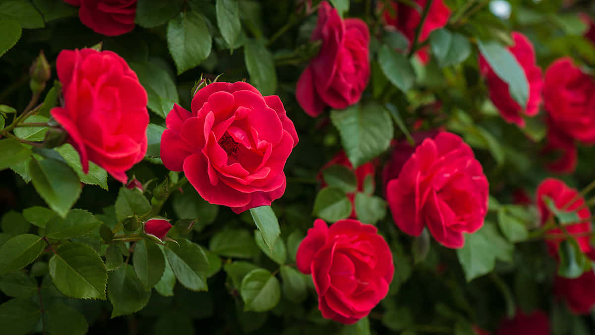 Red Roses Growing In A Bush