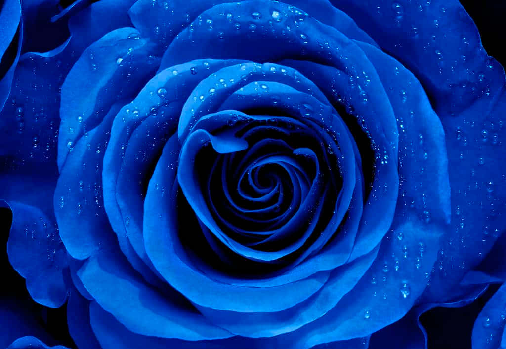 Unahermosa Y Vibrante Flor De Rosa.