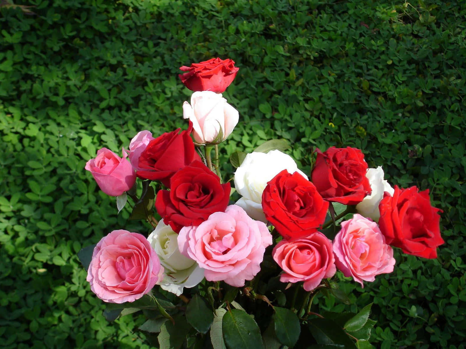 Enfortrinlig Rød Rose I Fuldt Flor.