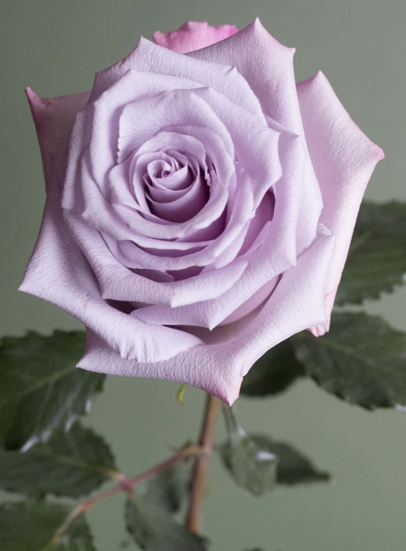 Enenkelt Pink Rose Omgivet Af En Forårs-have.