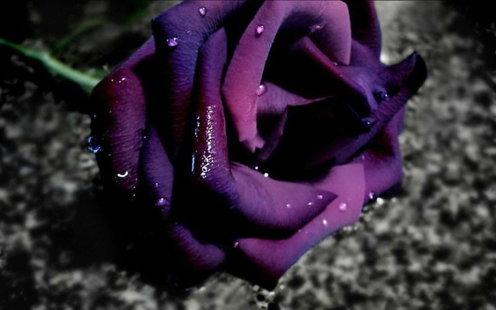 a purple rose with water droplets on it