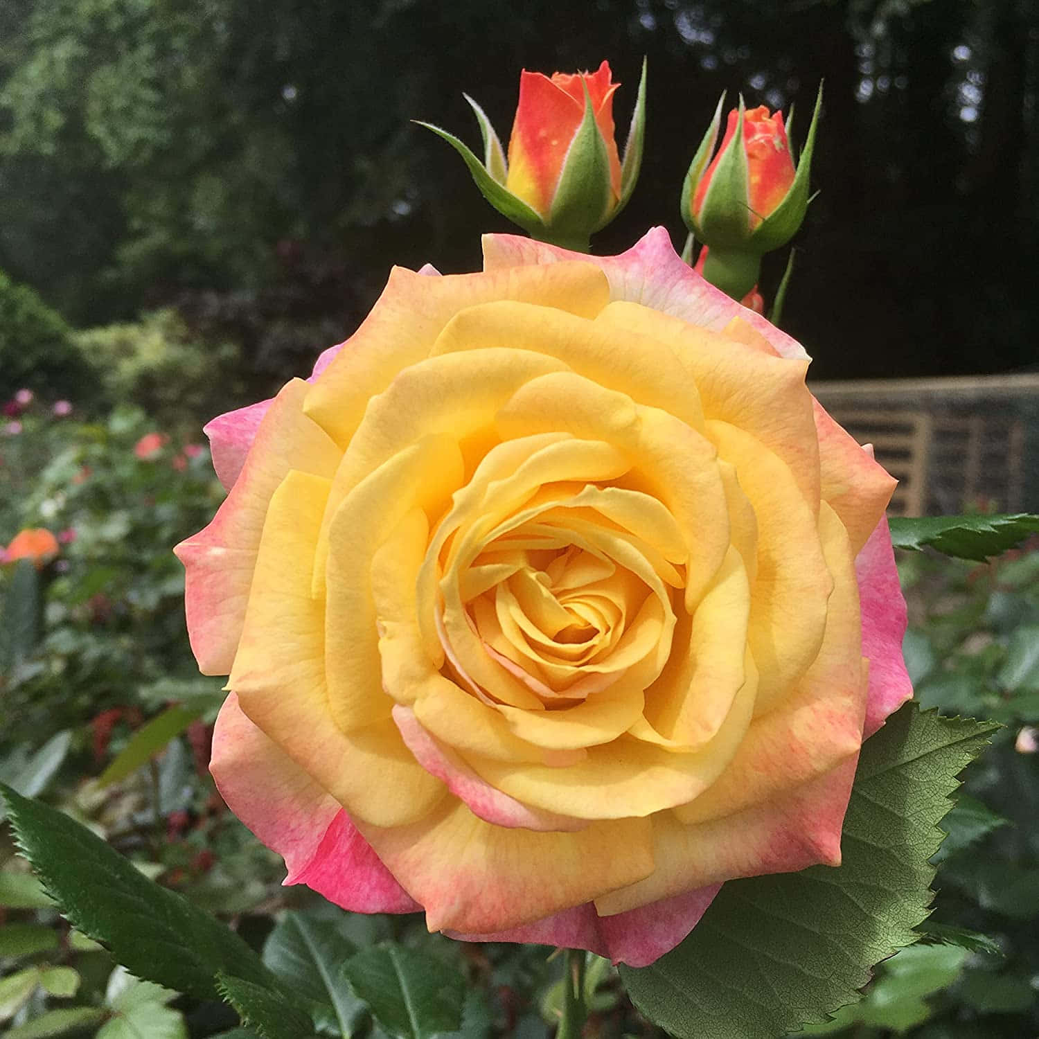 A fresh and fragrant rose flower blooms.