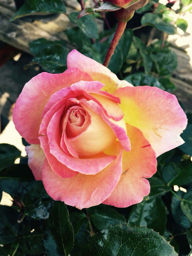 Unfiore Di Rosa Rosa Si Erge Alto E Orgoglioso In Un Giardino Pieno Di Colori Vibranti.