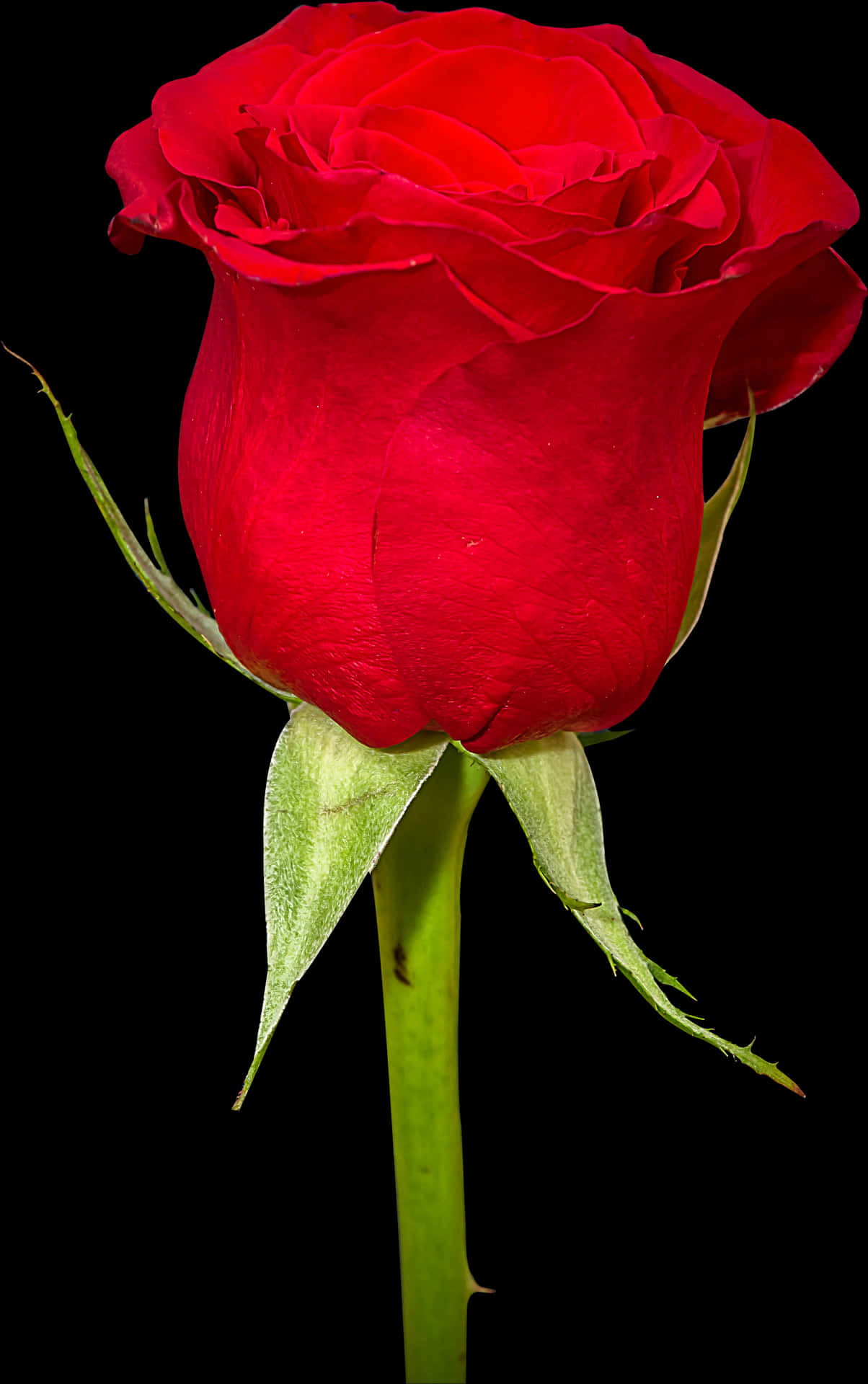 Download Rose Flower Png Hd, Transparent Png | Wallpapers.com