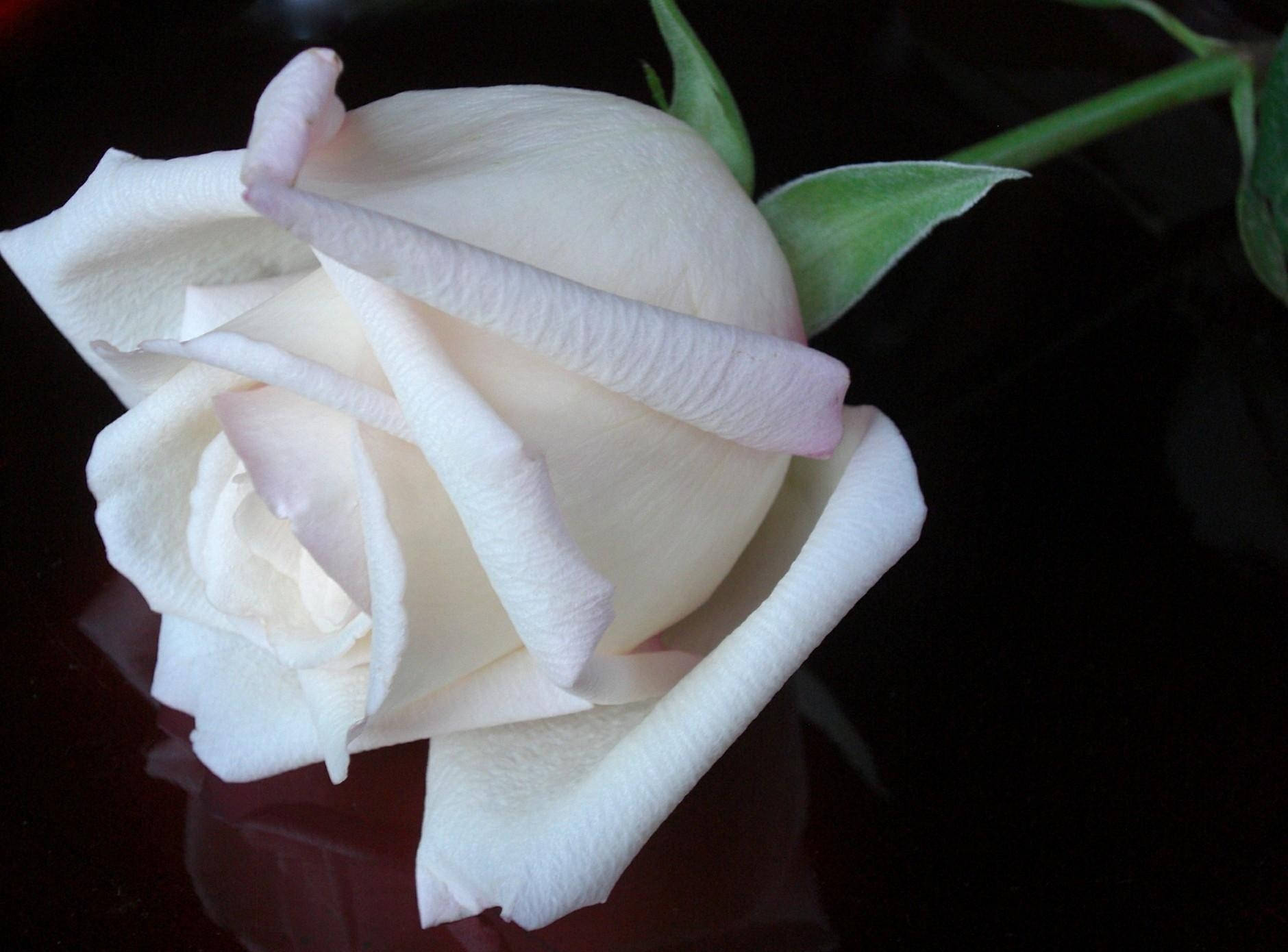 Rose, flower, snow-white, button, black background, reflection