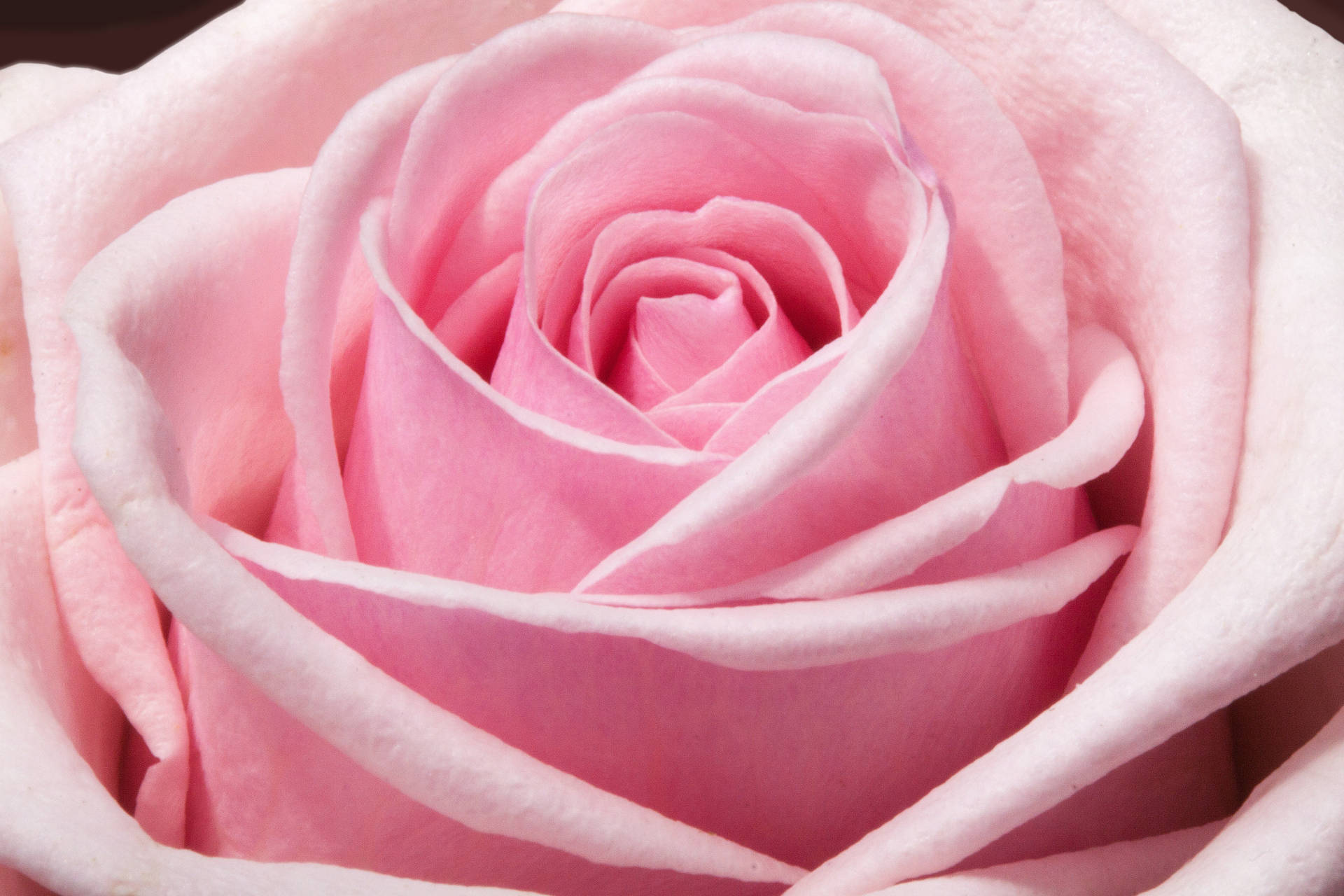 Rose For Pink Background Wallpaper