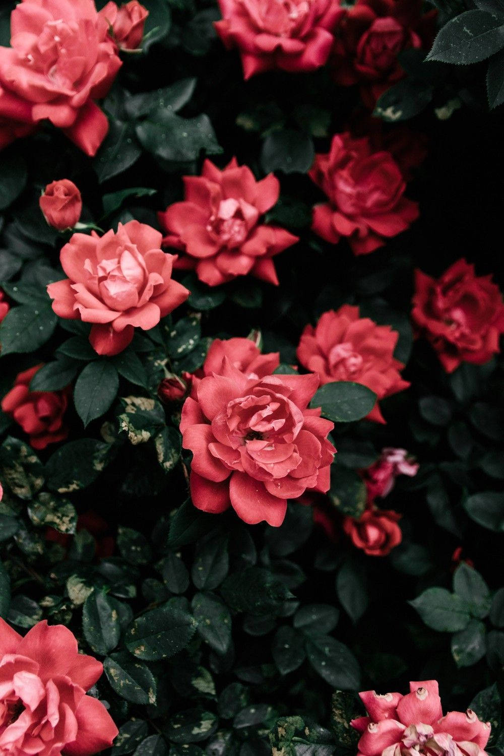Rose Garden Pastel Red Aesthetic Wallpaper