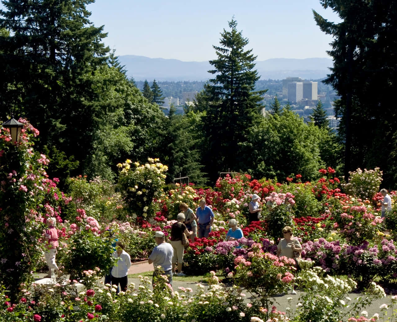 "An Alluring Rose Garden - Come Lose Yourself In Its Aromatic Beauty"