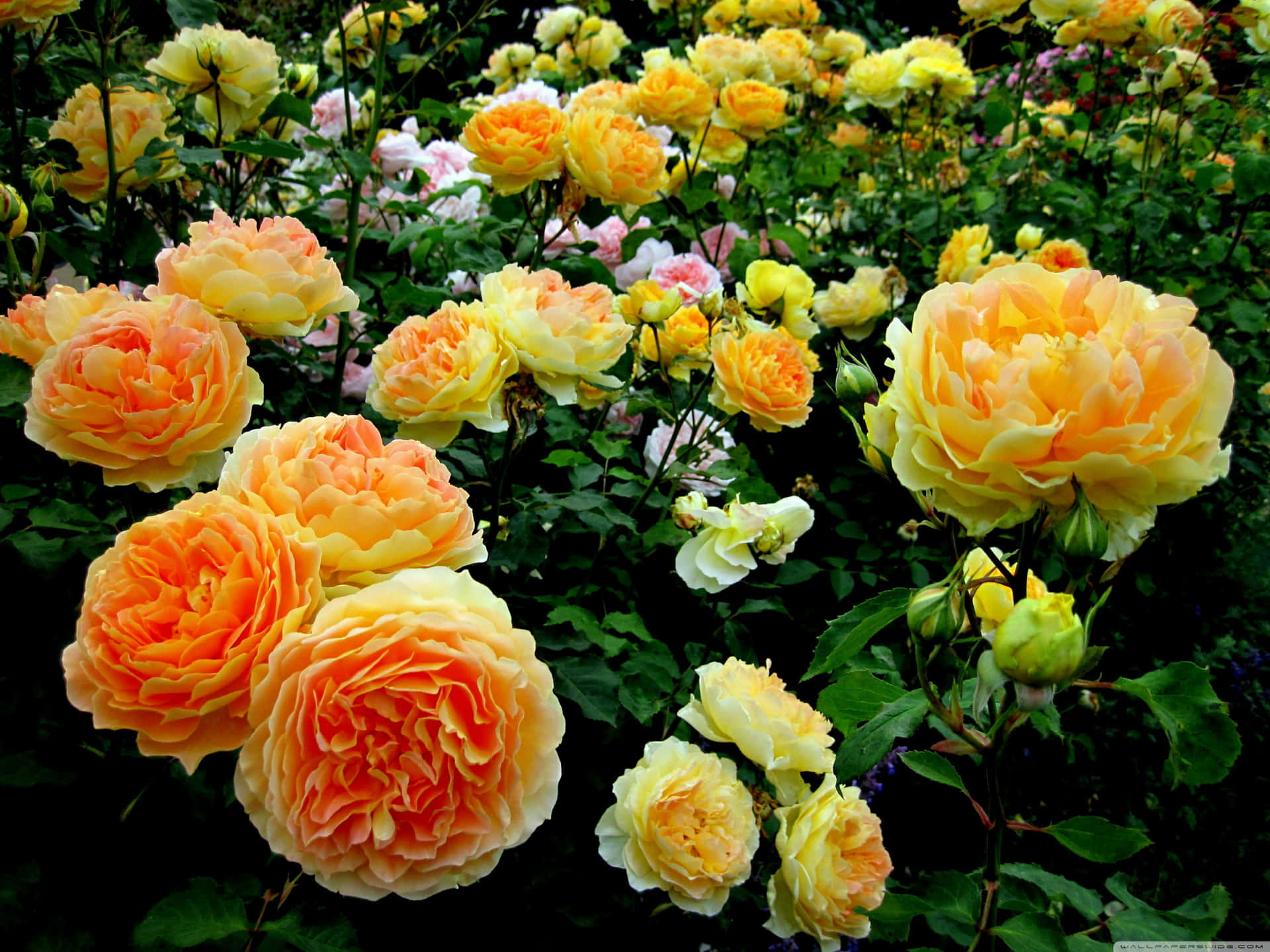 A beautiful arrangement of roses brightens up this enchanting garden.