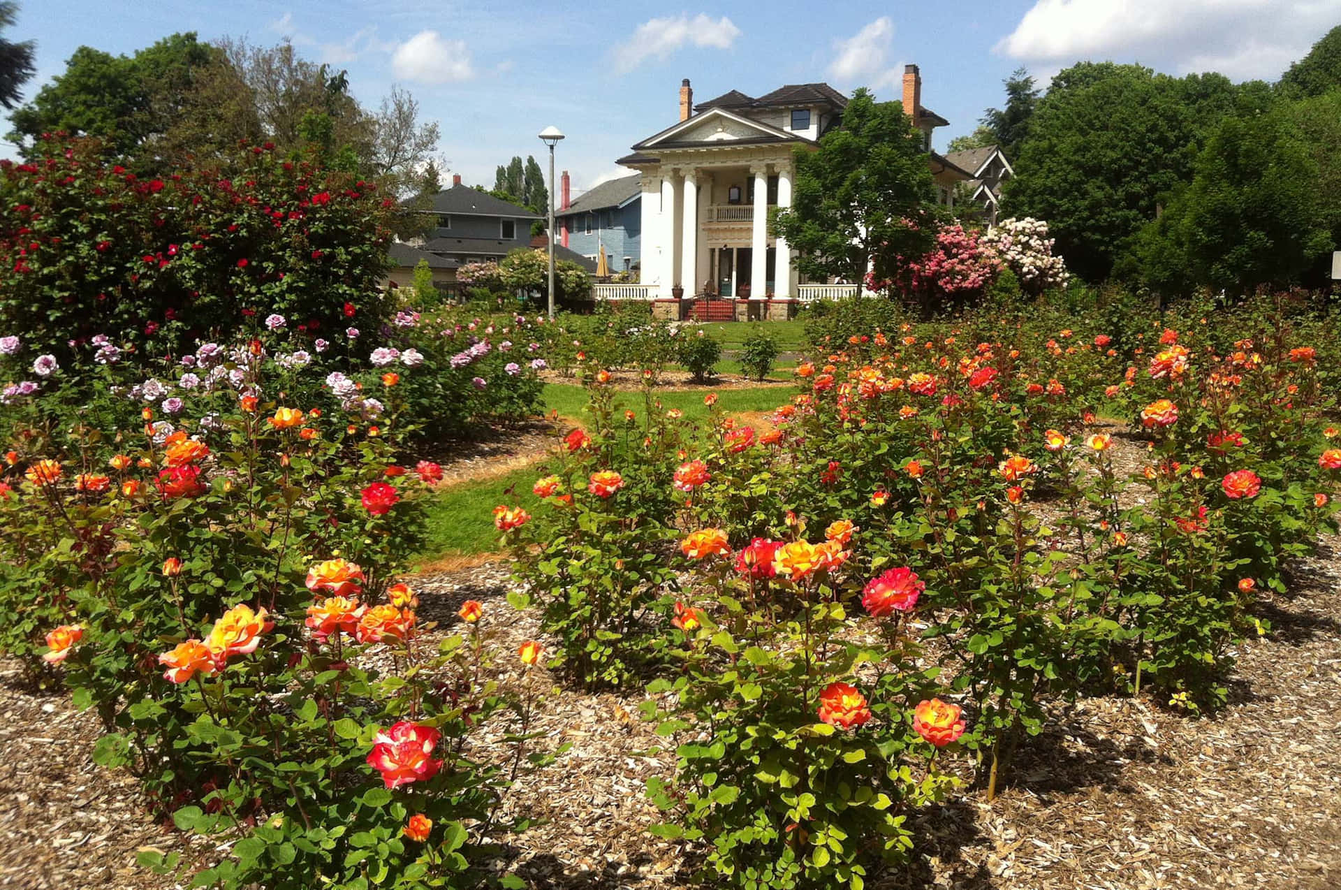 A Garden With Roses