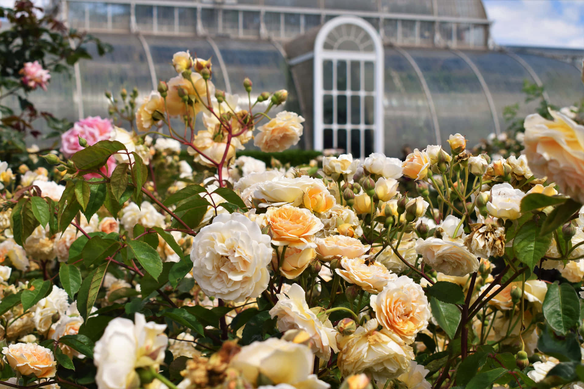 "Take a stroll through a fragrant garden of roses."