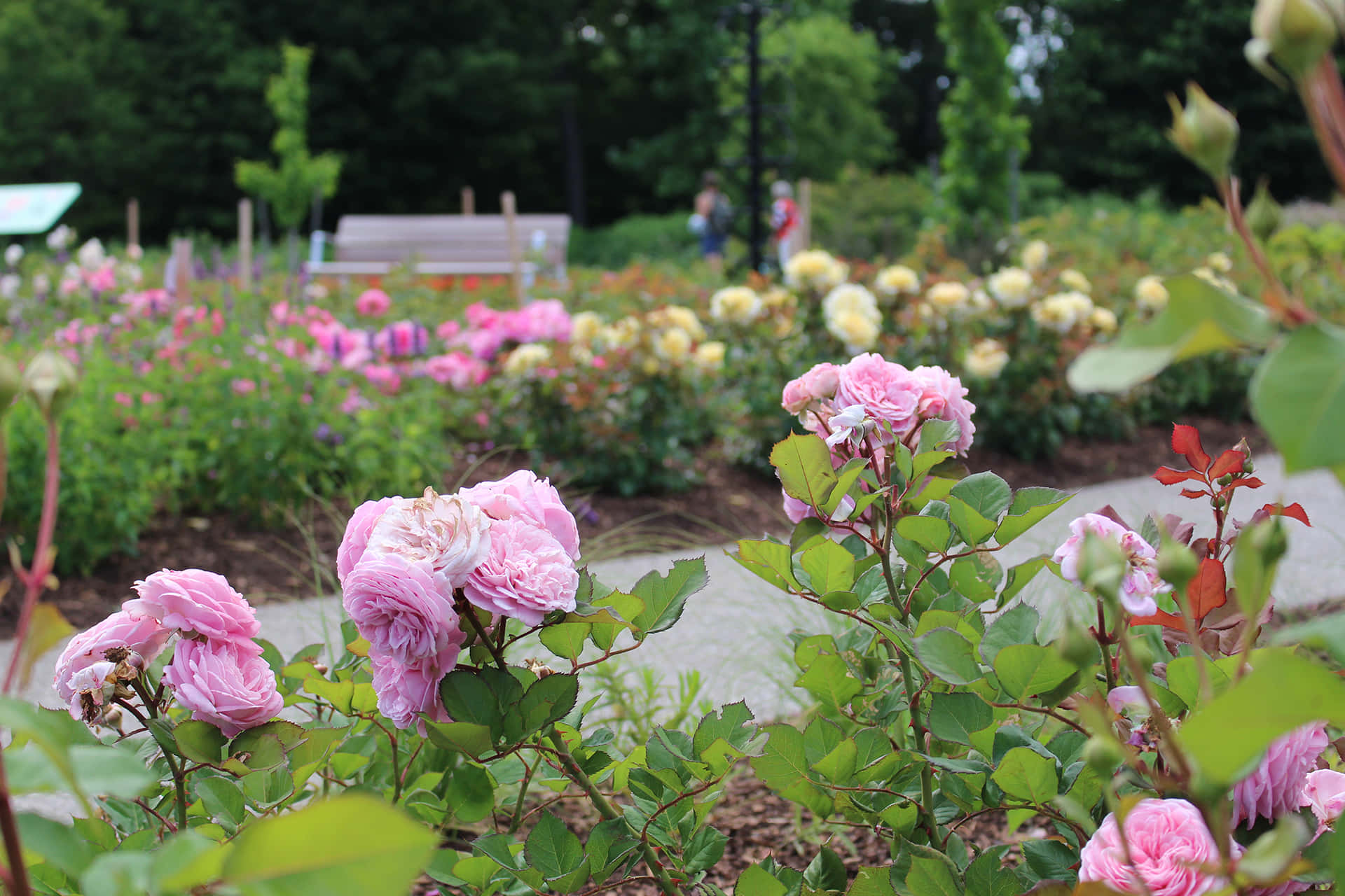A rose garden in full bloom