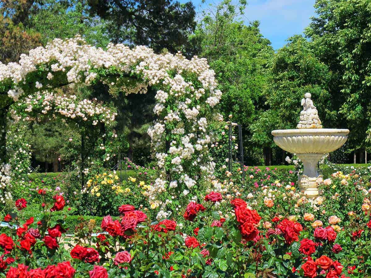 A peaceful rose garden