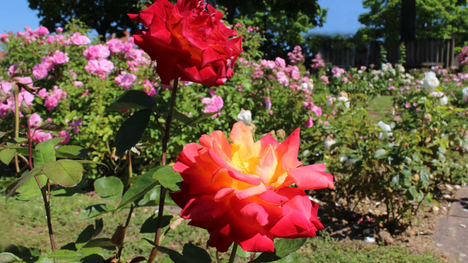 Enjoy the beauty of lush rose garden