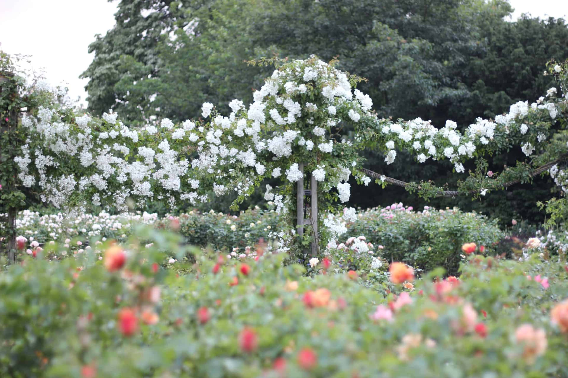Enjoy the beauty of roses in a relaxing garden.