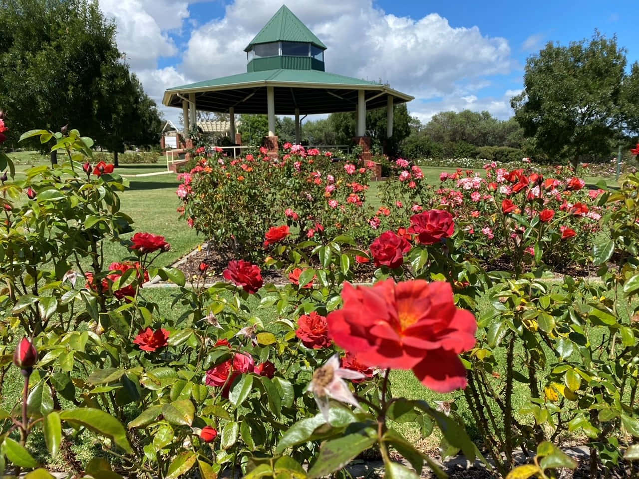 Enjoy the beauty of roses blooming in this serene rose garden.