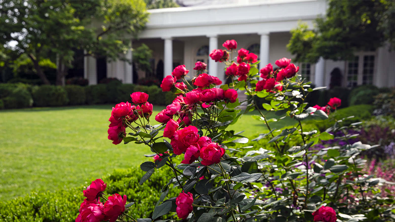 A Serene Rose Garden Brings Peace and Beauty
