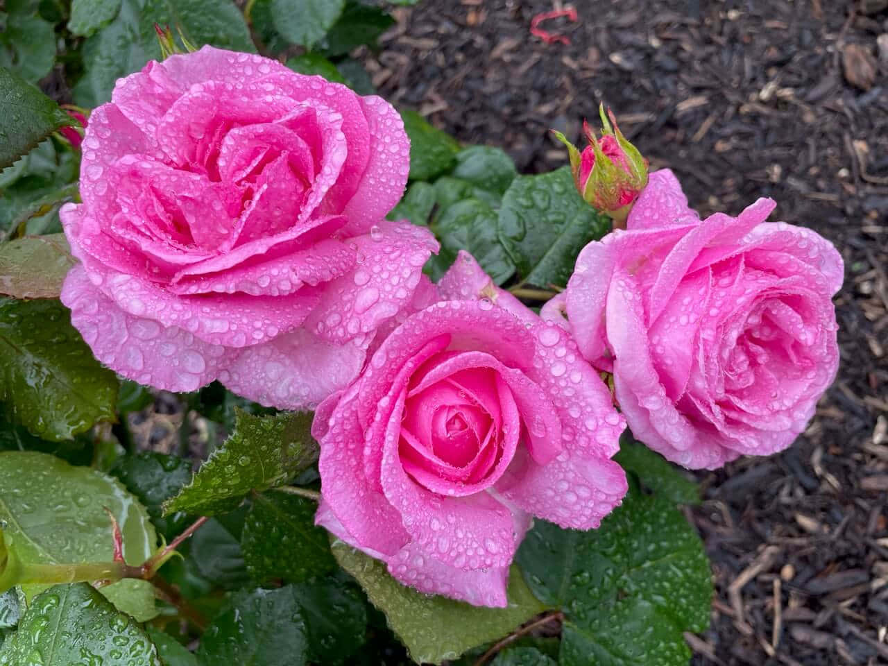 Unavista Rilassante Di Un Colorato Giardino Di Rose