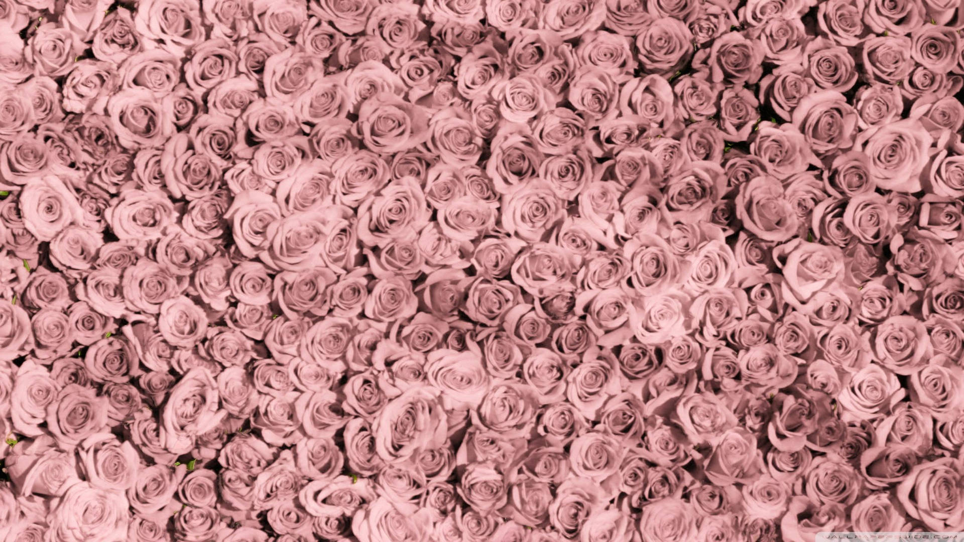 200+] Rose Gold Aesthetic Wallpapers 